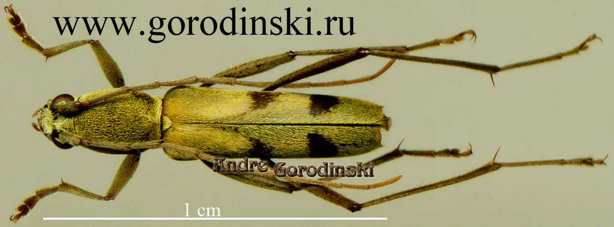 http://www.gorodinski.ru/cerambyx/Demonax sp.3.jpg